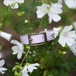 A lilac coloured biothane dog collar with antique brass hardware, perched in between some white petalled garden flowers.